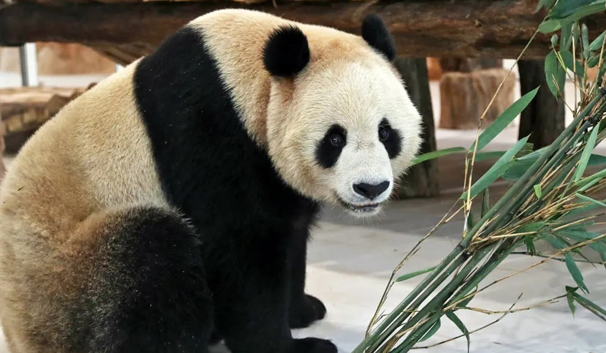 Panda House Park